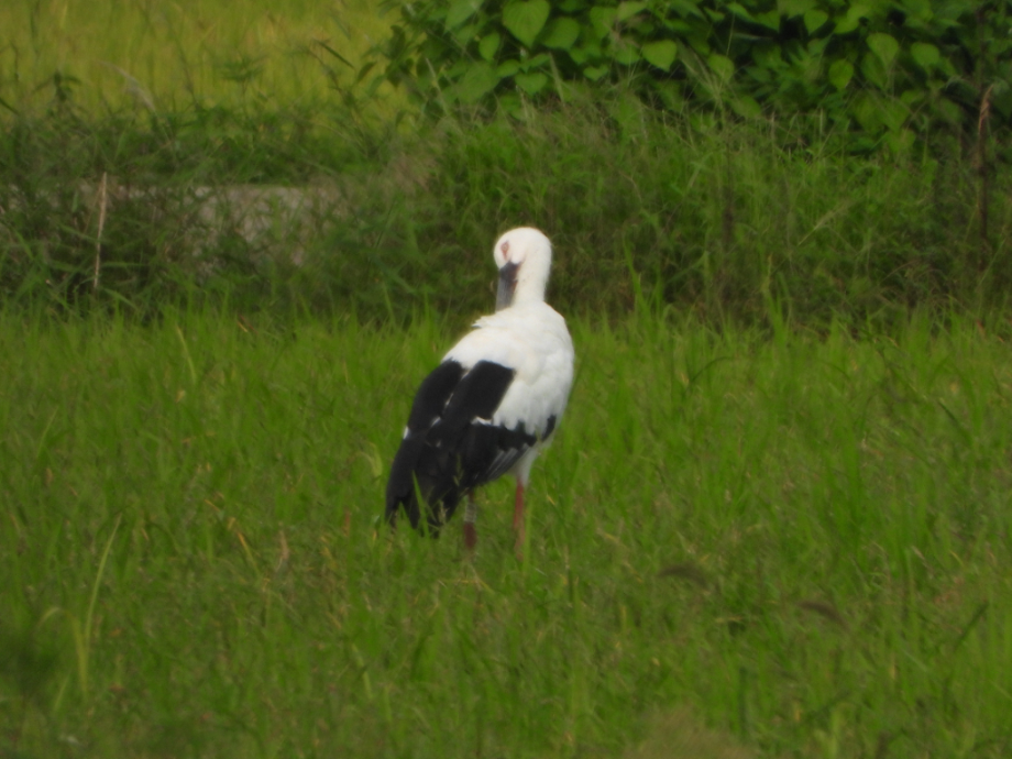[2021.09.13] 충청남도 예산군에서 관찰된 황새입니다. 이미지