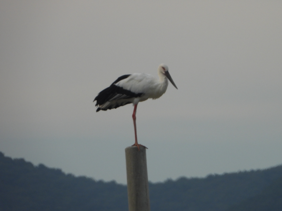[2021.09.13] 충청남도 예산군에서 관찰된 황새입니다. 이미지