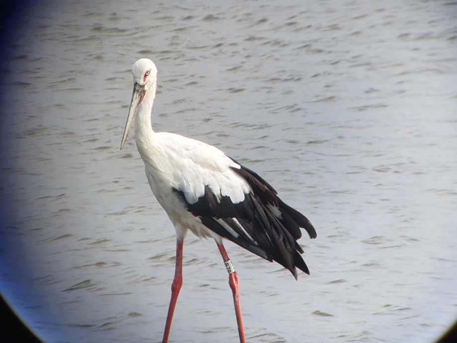 [2021.09.14] 새만금지역에서 관찰된 황새입니다. 이미지