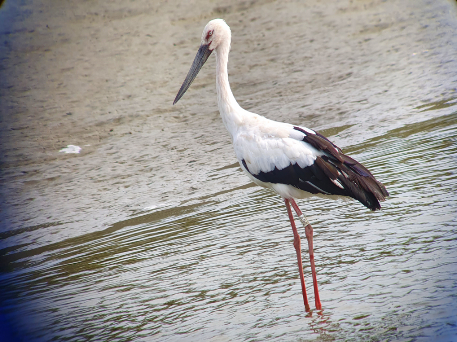 [2021.09.14] 전라북도 김제시에서 관찰된 황새입니다. 이미지