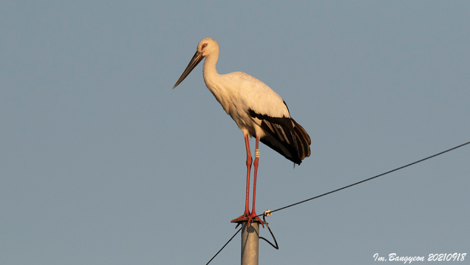 [2021.09.18] 경기도 화성시에서 관찰된 황새입니다. 이미지