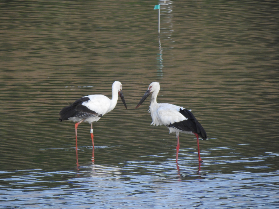 [2021.09.21] 인천광역시 미추홀구에서 관찰된 황새입니다. 이미지