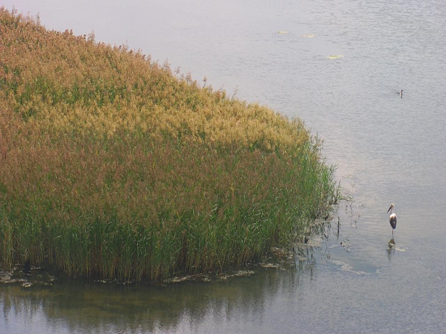 [2021.09.24] 부산광역시 사하구에서 관찰된 황새입니다. 이미지