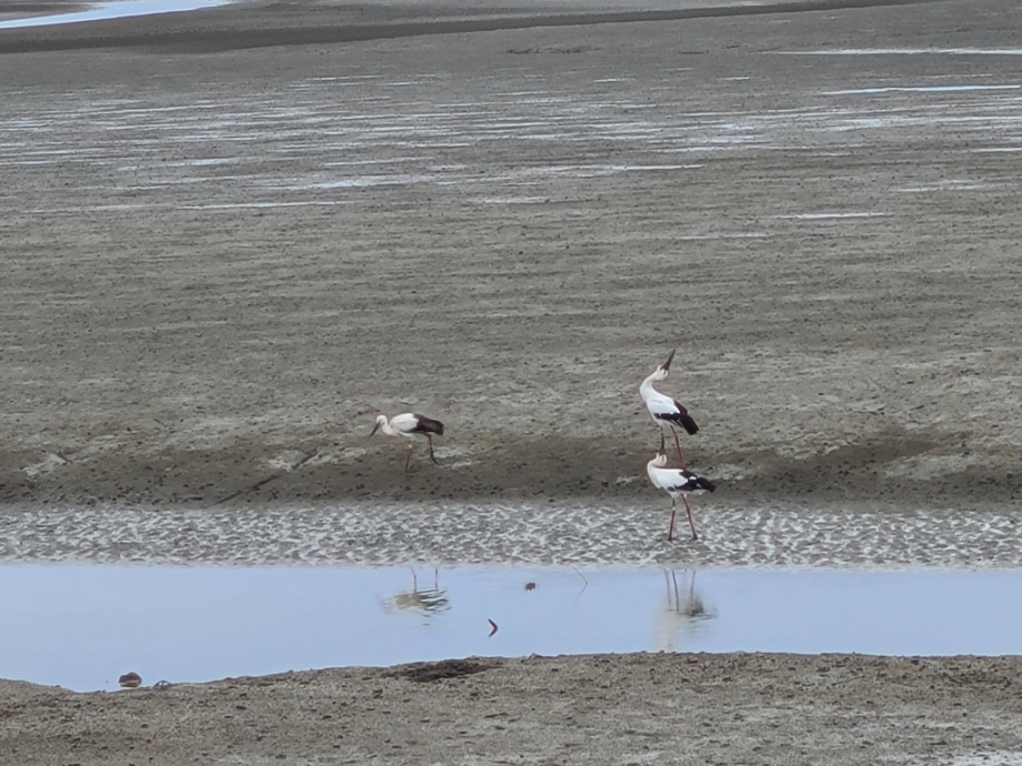 [2021.09.26] 충청남도 태안군에서 관찰된 황새입니다. 이미지