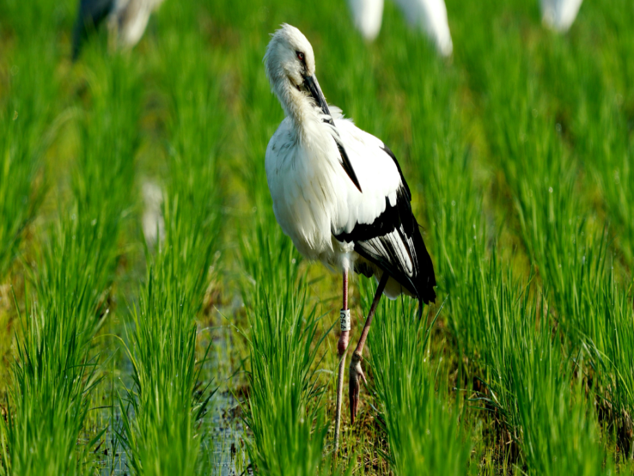 [2021.10.02] 전라북도 고창군에서 관찰된 황새입니다. 이미지
