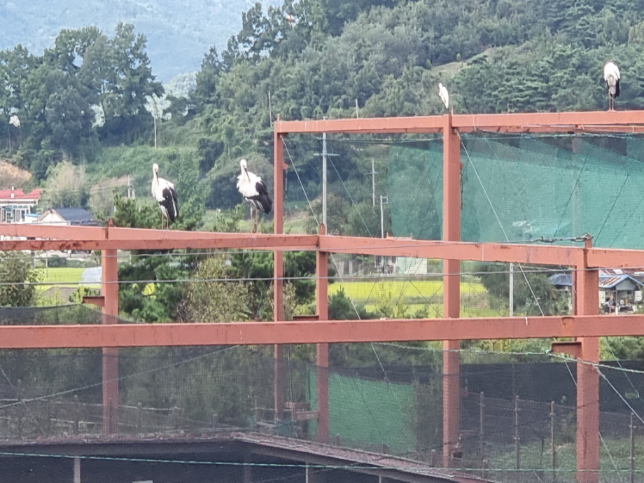 [2021.10.09] 충청남도 예산군에서 관찰된 황새입니다. 이미지