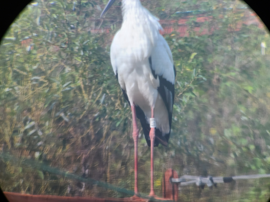 [2021.10.10] 충청남도 예산군에서 관찰된 황새입니다. 이미지