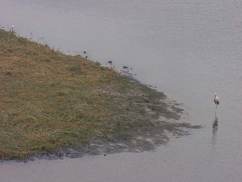 [2021.10.12] 부산광역시 사하구에서 관찰된 황새입니다. 이미지