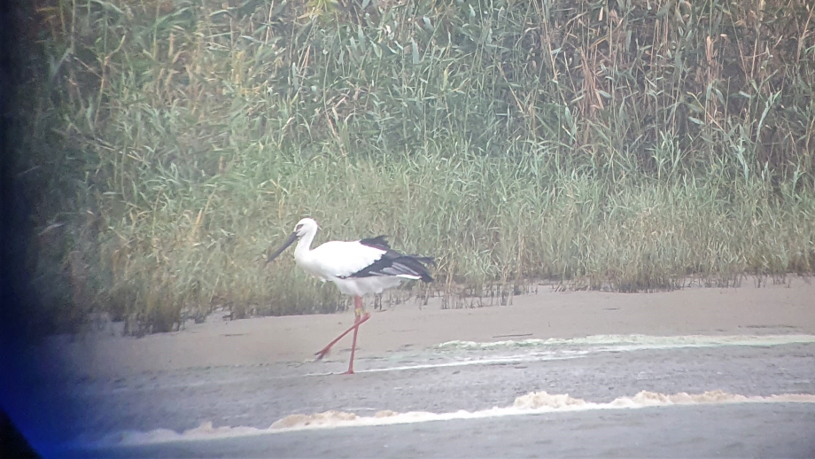 [2021.10.12] 전라북도 부안군에서 관찰된 황새입니다. 이미지