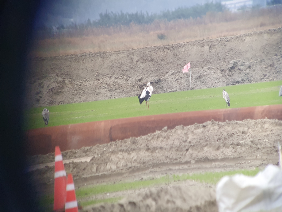 [2021.10.12] 전라북도 김제시에서 관찰된 황새입니다. 이미지