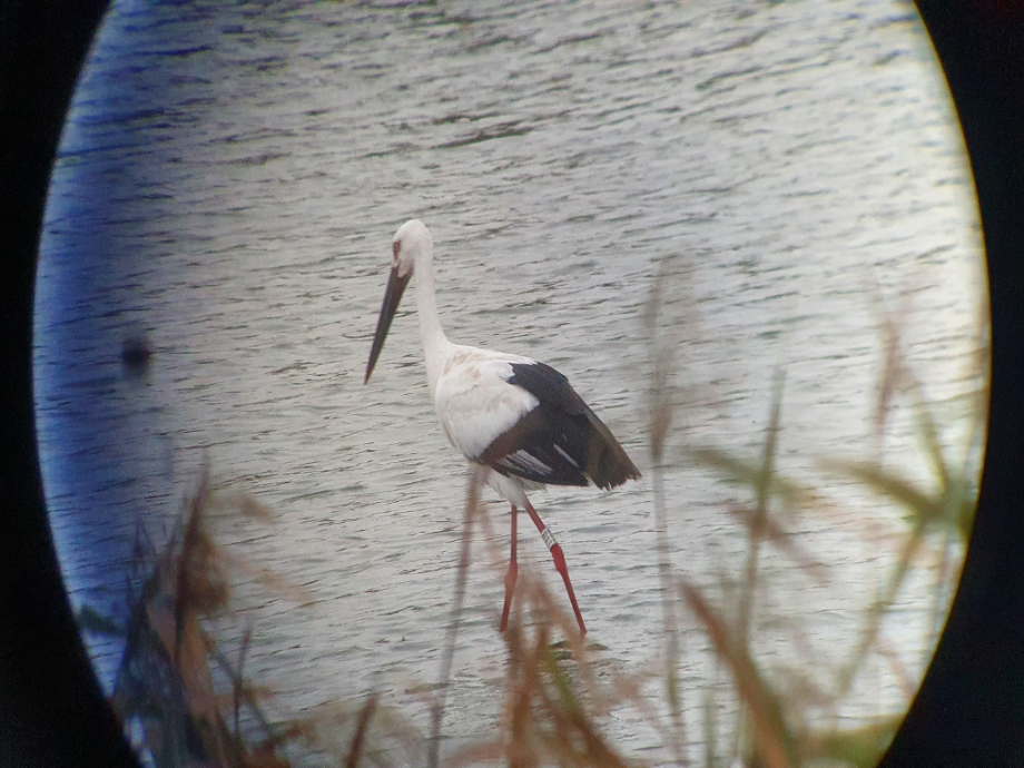 [2021.10.12] 전라북도 김제시에서 관찰된 황새입니다. 이미지