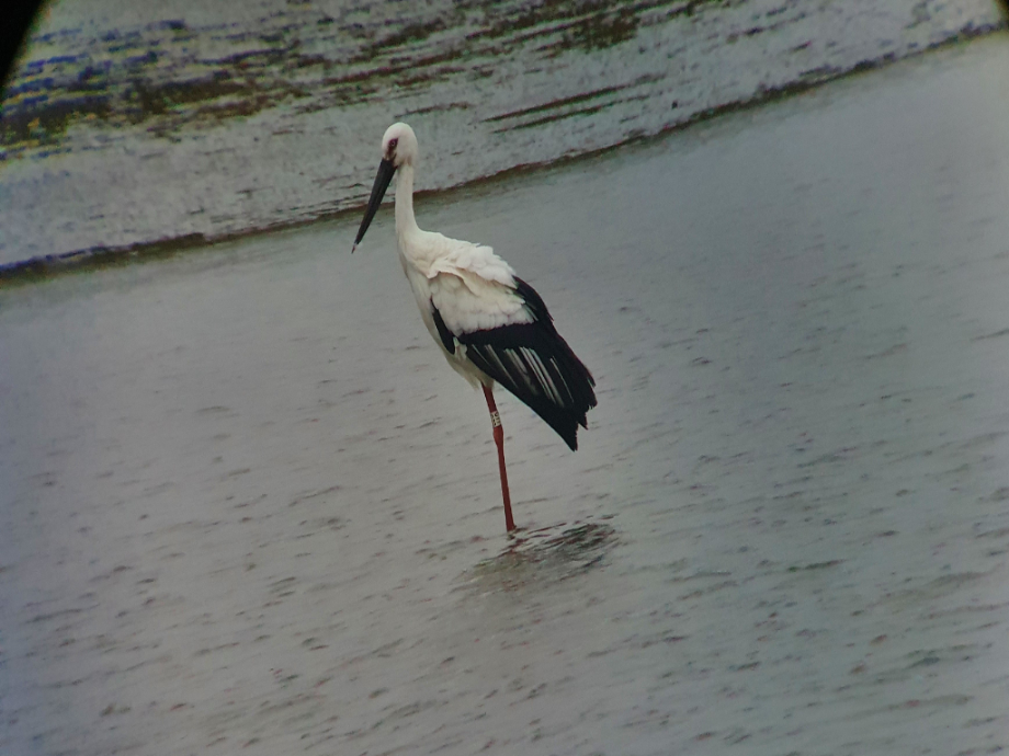 [2021.10.12] 새만금지역에서 관찰된 황새입니다. 이미지