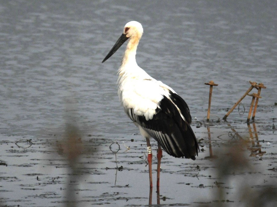 [2021.10.12] 전라남도 해남군에서 관찰된 황새입니다. 이미지