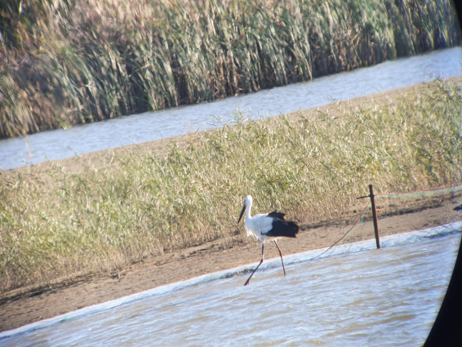 [2021.10.17] 전라북도 부안군에서 관찰된 황새입니다. 이미지