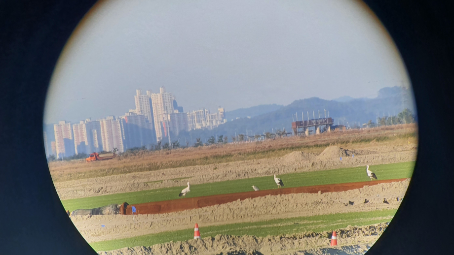 [2021.10.17] 새만금지역에서 관찰된 황새입니다. 이미지