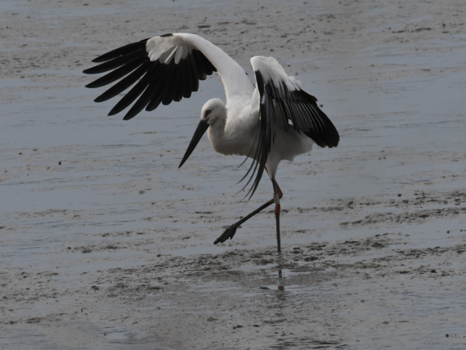 [2021.10.24] 전라남도 해남군에서 관찰된 황새입니다. 이미지