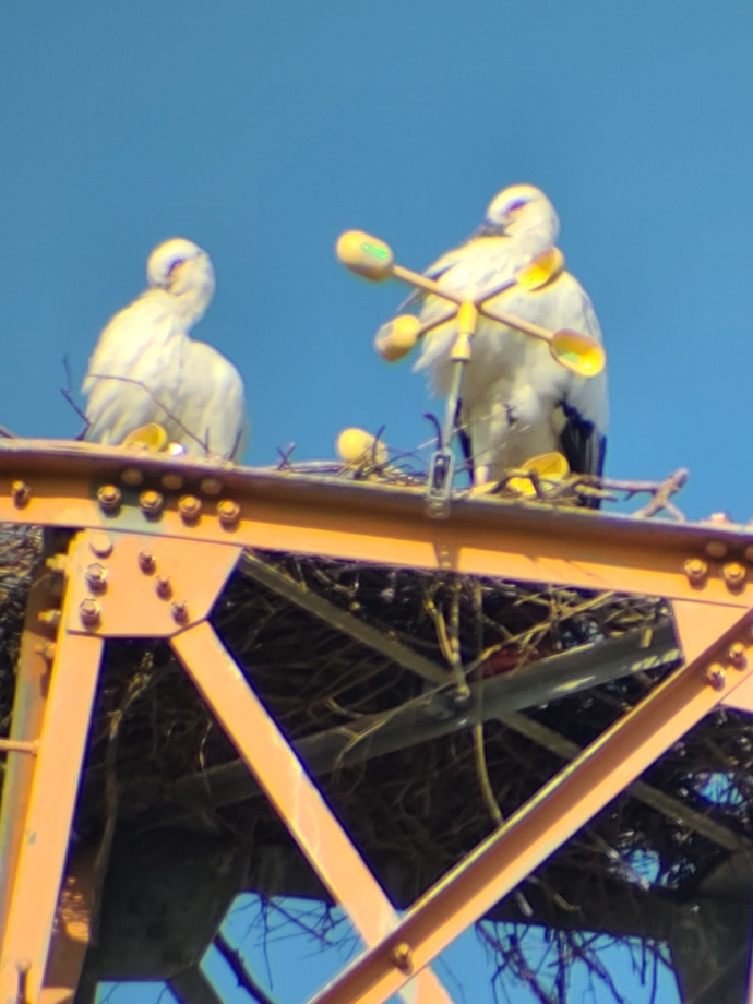 [2021.10.14] 충청남도 태안군에서 관찰된 황새입니다. 이미지