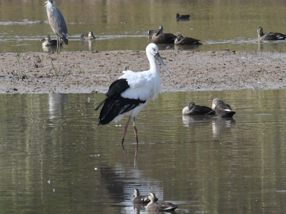 [2021.10.24] 전라남도 나주시에서 관찰된 황새입니다. 이미지