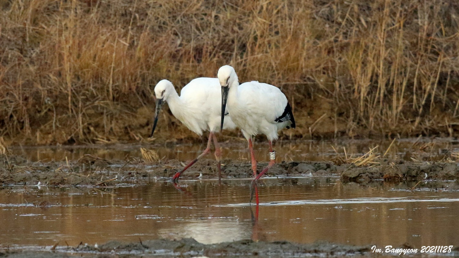 [2021.11.28] 경기도 화성시에서 관찰된 황새입니다. 이미지