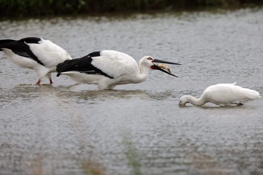 [2021.11.29] 대만 Qingshui에서 관찰된 황새입니다. 이미지