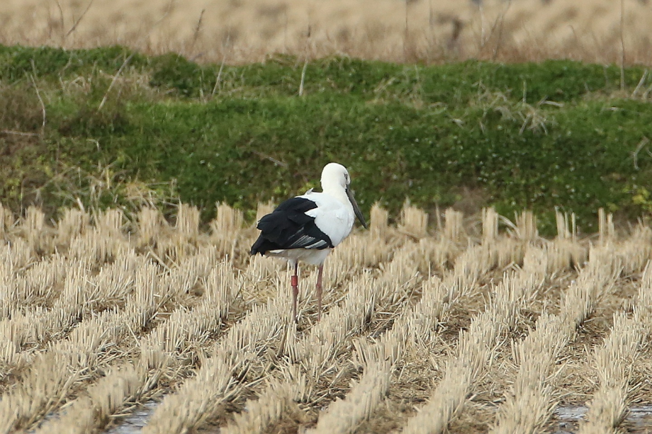 [2021.12.01] 충청남도 서산시에서 관찰된 황새입니다. 이미지
