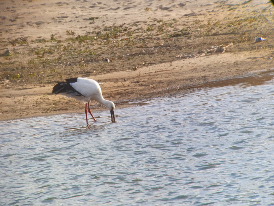 [2021.12.01] 전라북도 전주시에서 관찰된 황새입니다. 이미지