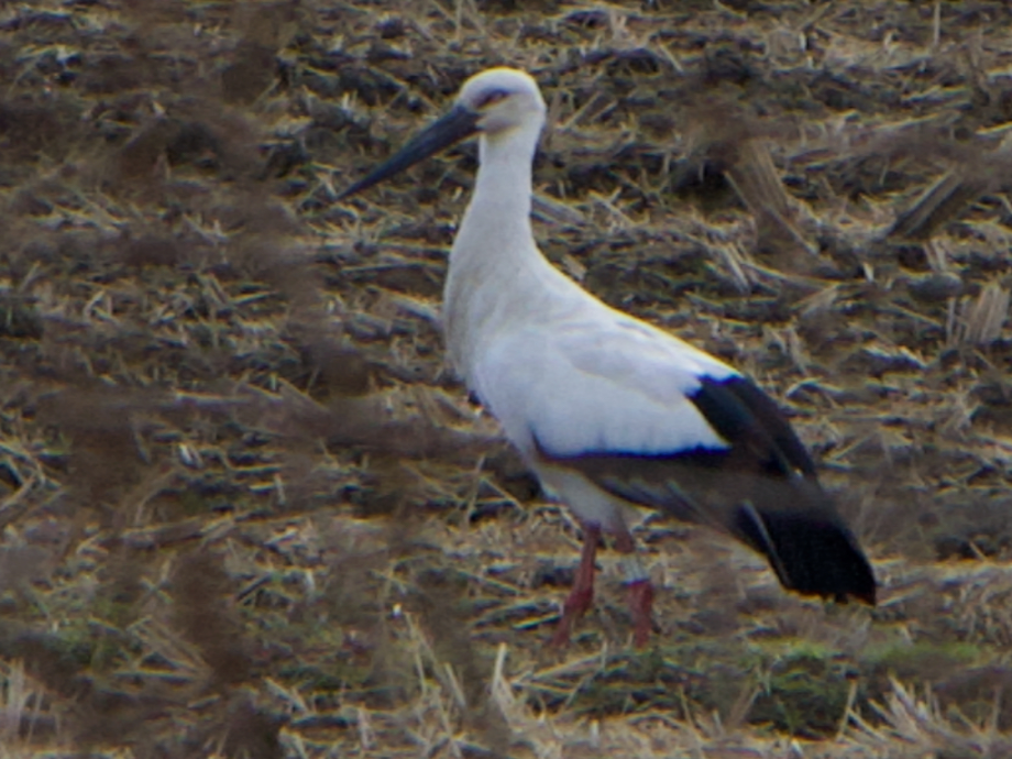 [2021.12.02] 전라남도 무안군에서 관찰된 황새입니다. 이미지
