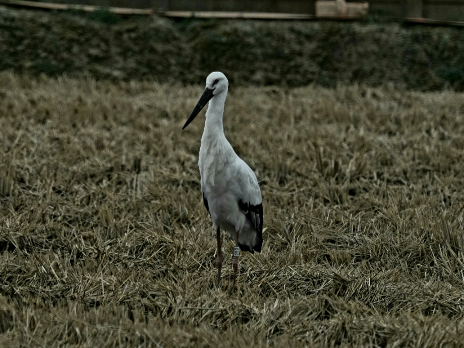 [2021.12.04] 전라북도 고창군에서 관찰된 황새입니다. 이미지