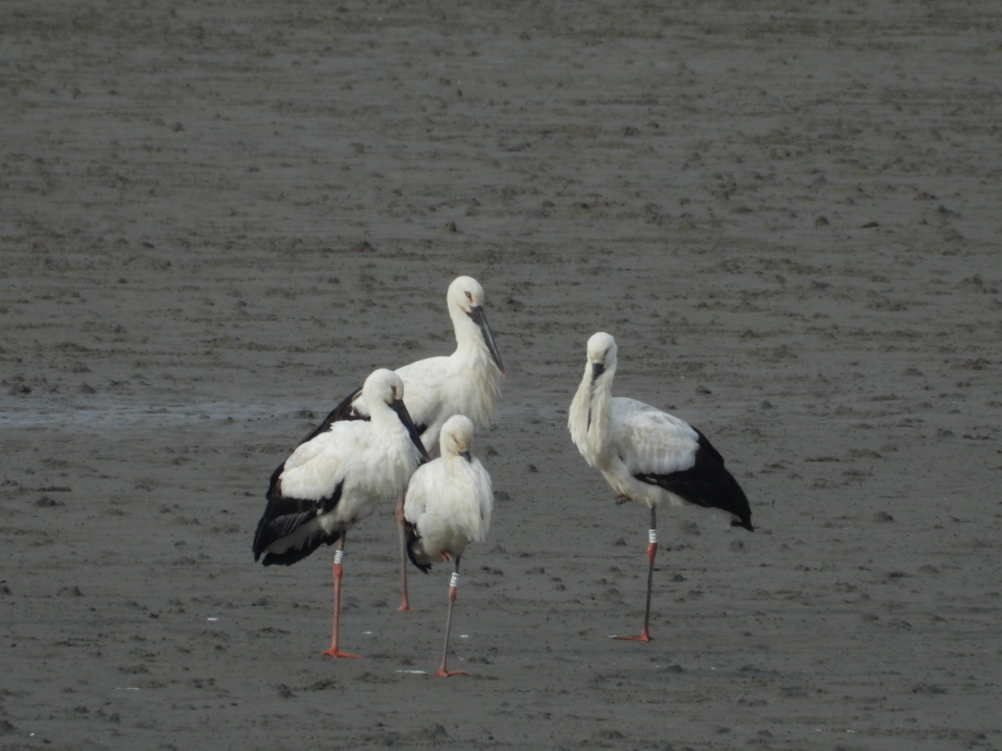 [2021.12.04] 충청남도 서천군에서 관찰된 황새입니다. 이미지