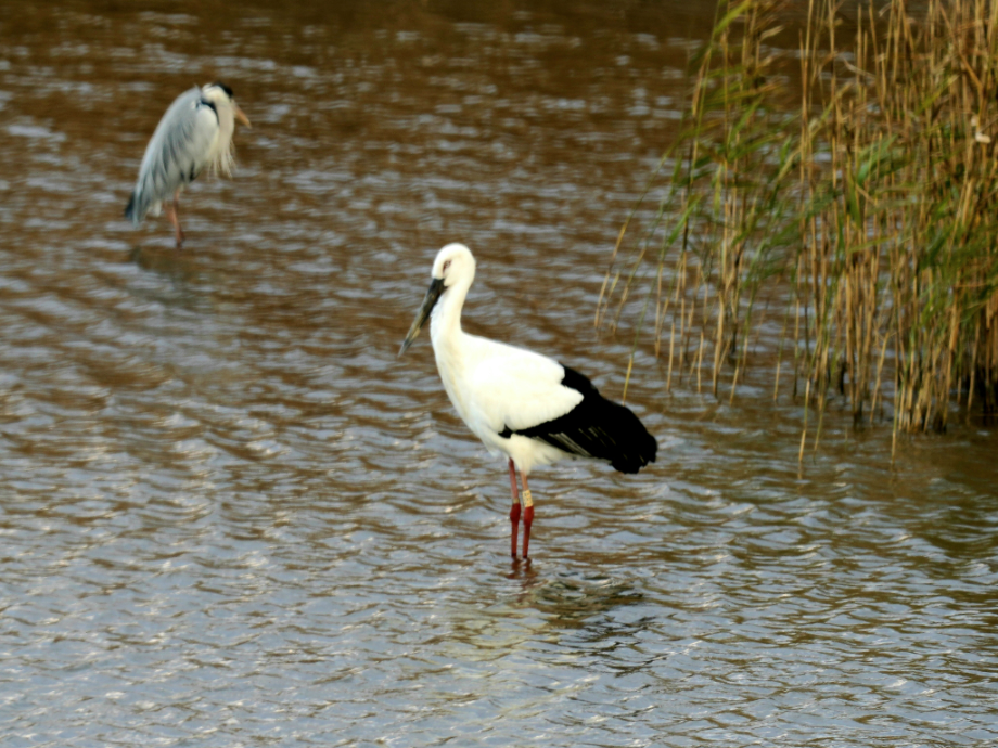 [2021.12.04] 전라북도 고창군에서 관찰된 황새입니다. 이미지