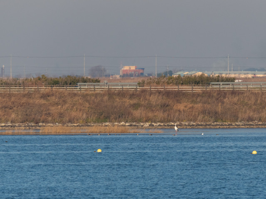 [2021.12.05] 새만금 간척지역에서 관찰된 황새입니다. 이미지