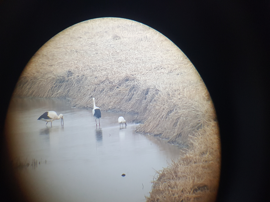 [2021.12.07] 충청남도 서천군에서 관찰된 황새입니다. 이미지