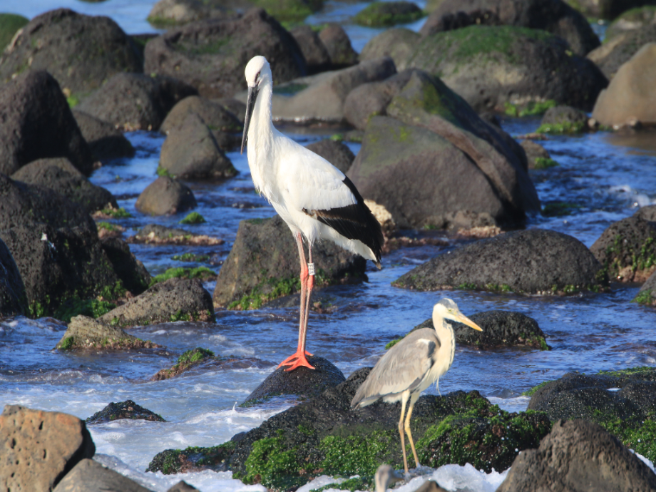 [2021.12.08] 제주특별자치도 서귀포시에서 관찰된 황새입니다. 이미지