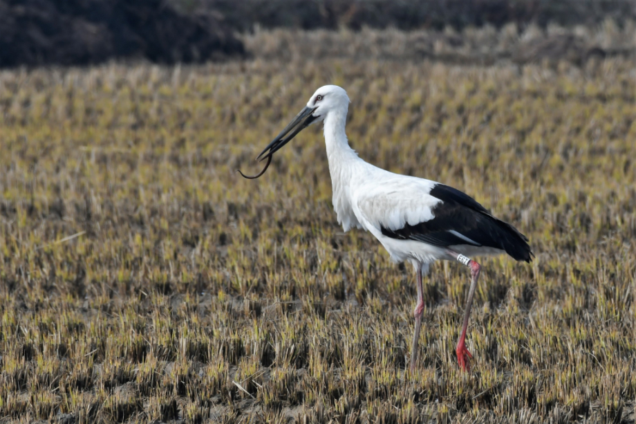 [2021.12.11] 전라북도 고창군에서 관찰된 황새입니다. 이미지