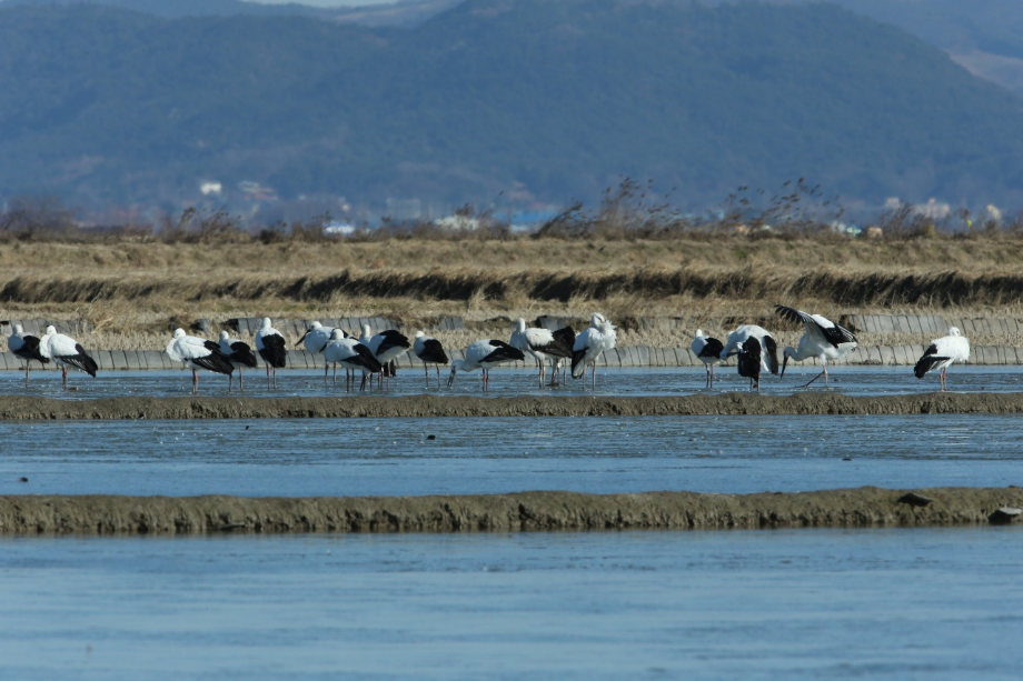 [2021.12.13] 충청남도 서산시에서 관찰된 황새입니다. 이미지
