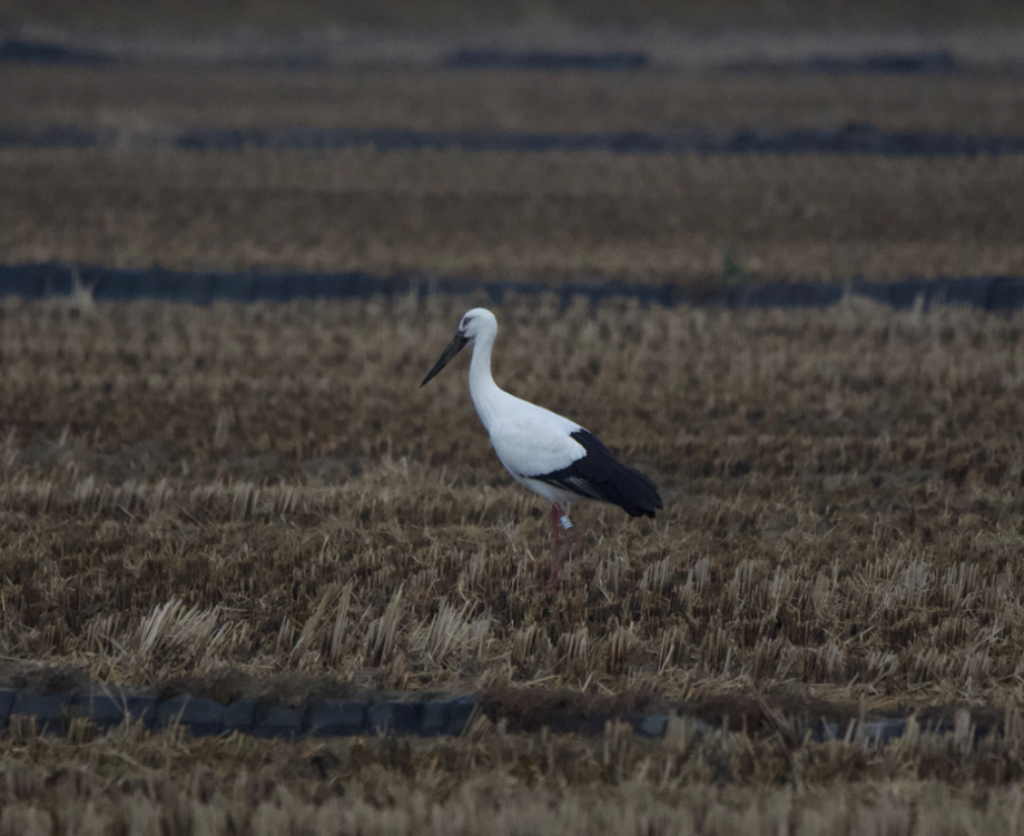 [2021.12.15] 충청남도 서산시에서 관찰된 황새입니다. 이미지