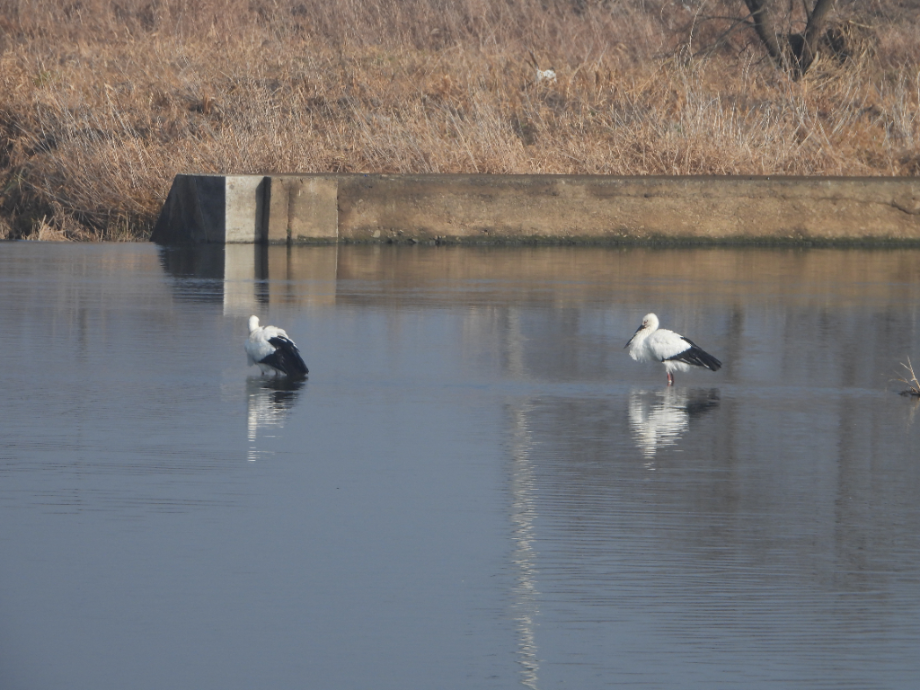 [2021.12.16] 충청남도 예산군에서 관찰된 황새입니다. 이미지