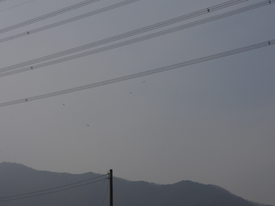 [2021.12.16] 충청남도 아산시에서 관찰된 황새입니다. 이미지