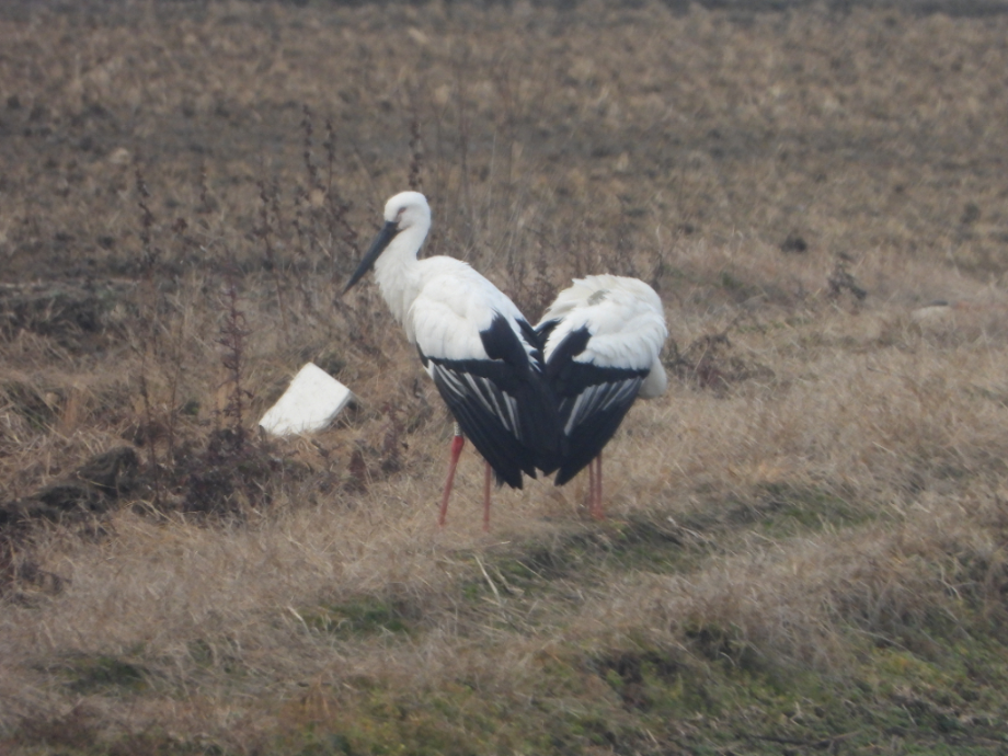 [2021.12.16] 충청남도 예산군에서 관찰된 황새입니다. 이미지