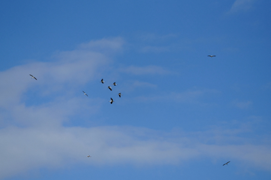 [2021.12.18] 전라북도 고창군에서 관찰된 황새입니다. 이미지