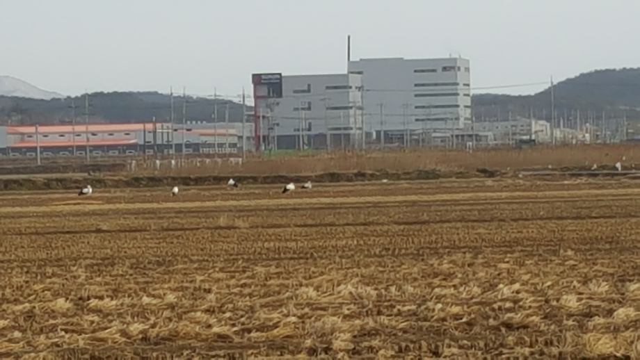 [2021.12.19] 충청남도 서천군에서 관찰된 황새입니다. 이미지
