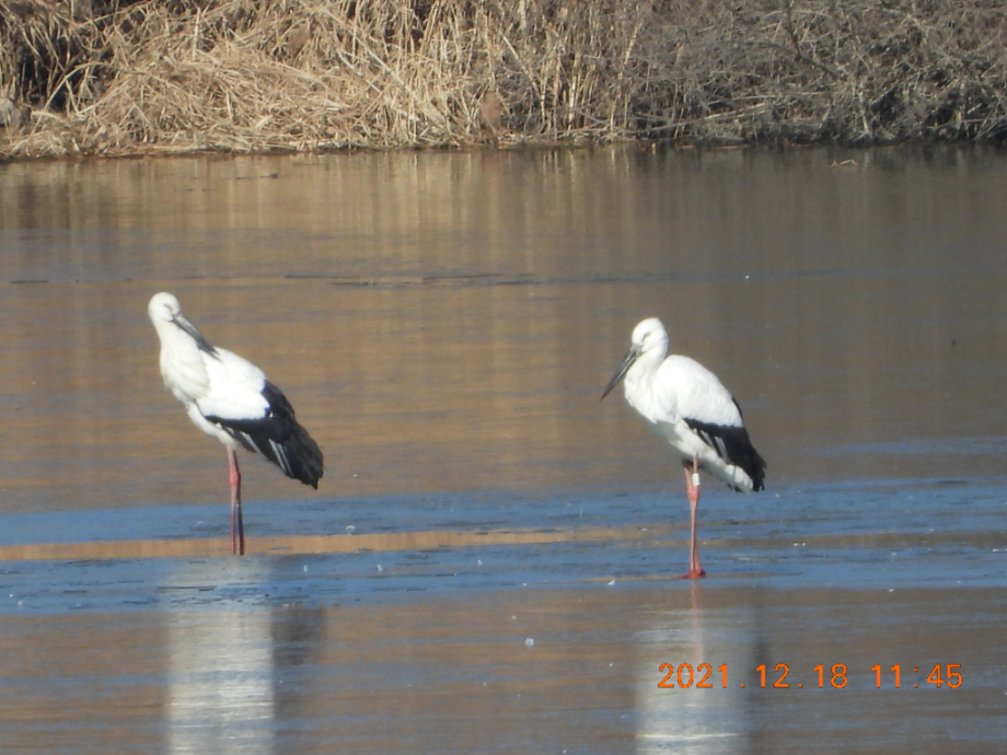 [2021.12.19] 경상남도 창녕군에서 관찰된 황새입니다. 이미지