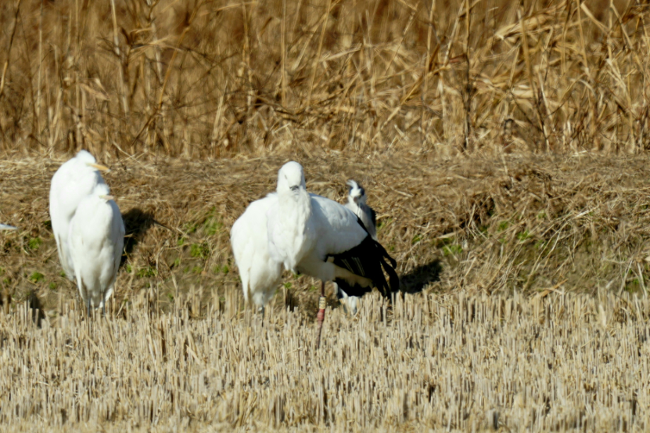 [2021.12.19] 전라북도 고창군에서 관찰된 황새입니다. 이미지