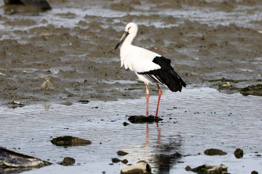 [2021.12.19] 전라남도 영광군에서 관찰된 황새입니다. 이미지