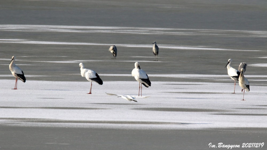 [2021.12.19] 경기도 화성시에서 관찰된 황새입니다. 이미지