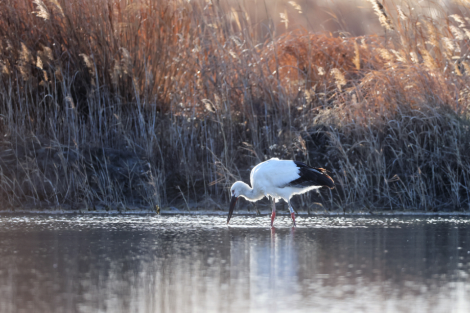 [2021.12.19] 전라남도 영광군에서 관찰된 황새입니다. 이미지