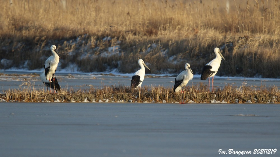 [2021.12.19] 경기도 화성시에서 관찰된 황새입니다. 이미지