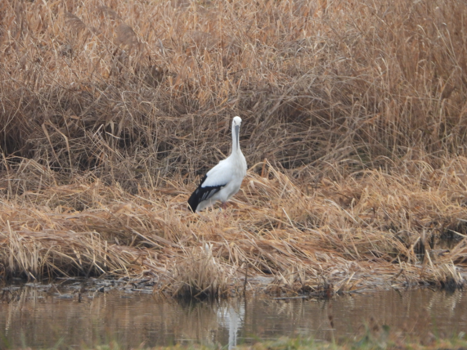[2021.12.20] 충청남도 홍성군에서 관찰된 황새입니다. 이미지