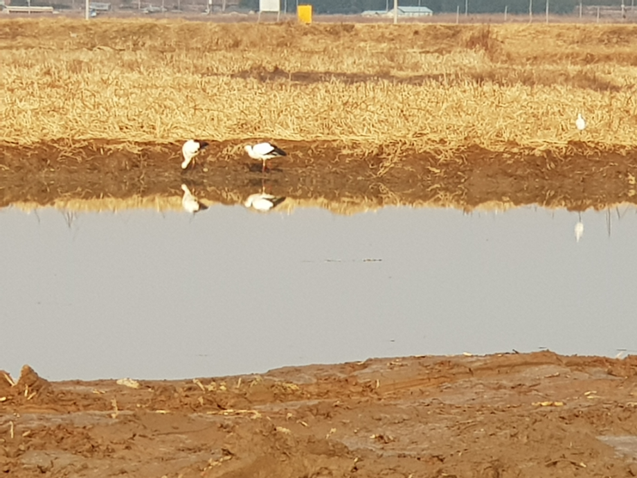 [2021.12.20] 전라남도 나주시에서 관찰된 황새입니다. 이미지