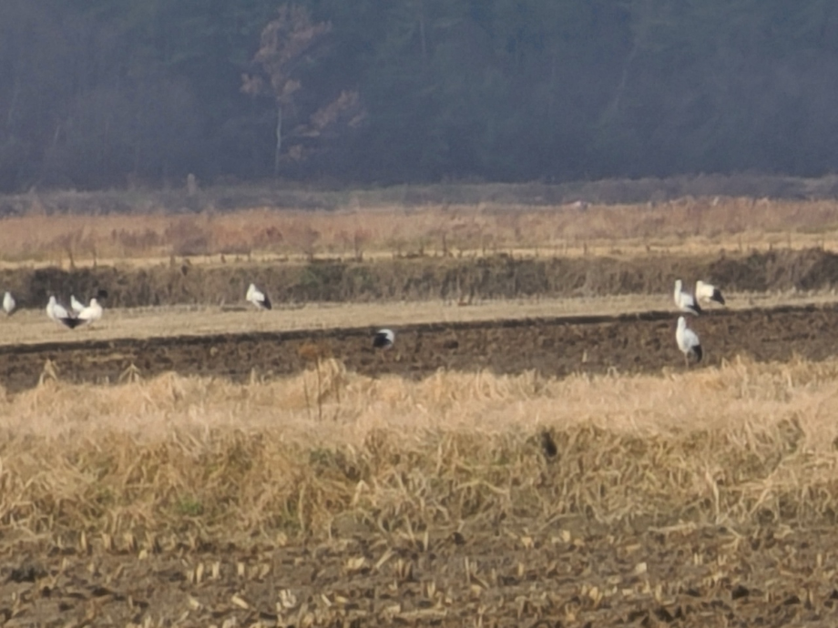[2021.12.20] 충청남도 태안군에서 관찰된 황새입니다. 이미지